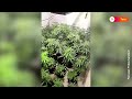 Cannabis greenhouse discovered behind a fridge in Peru | REUTERS
