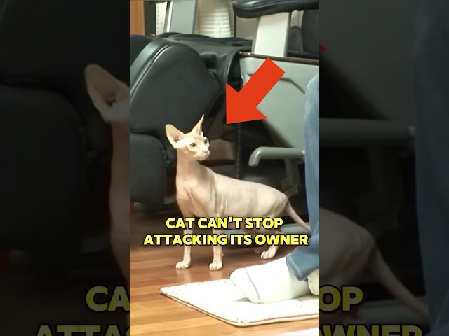This cat can’t stop attacking its owner
