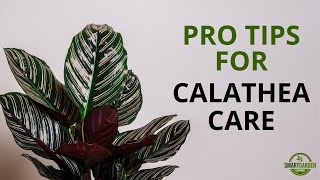 Calathea Care And 9 Stunning Varieties - How Not To Kill Your Houseplants