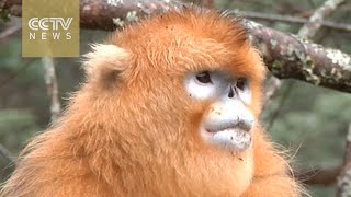 Researchers in China protect the Golden Snub-nosed Monkey
