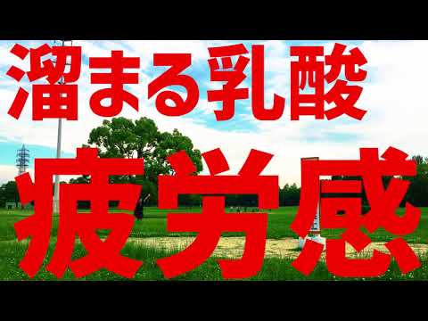メタボリックシンジゲート「P」リリックビデオ