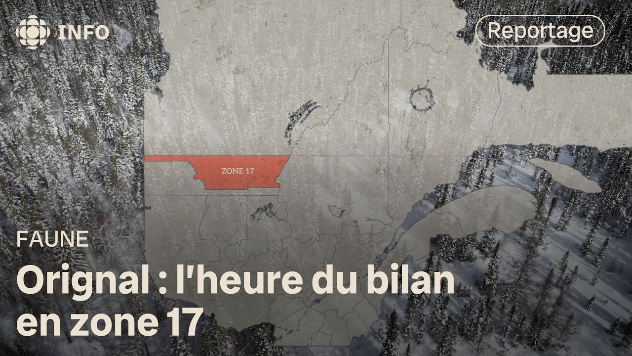 Chasse à l'orignal : l'inventaire de l'espoir en zone 17 | La semaine verte