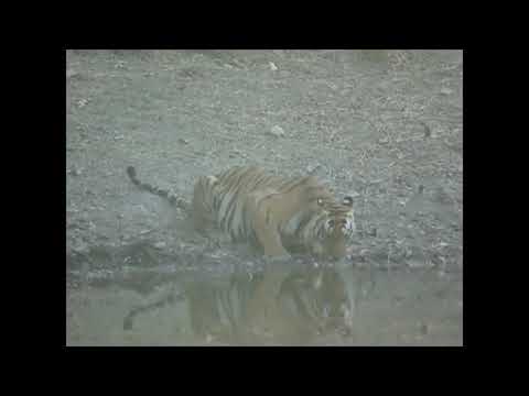 Tiger Drinking Water 
