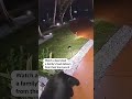 Bear steals familys food delivery off their porch  - 00:31 min - News - Video
