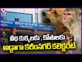 Karimnagar Collectorate Turns Adda For Street Dogs And Monkeys  | V6 News