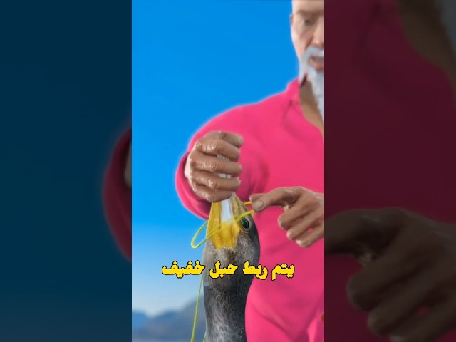 طائر يصطاد الأسماك ... لكن لا يسمح له بأكلها ! 😱