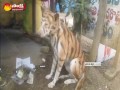 Strange : Dog Turning into a Tiger - Watch Exclusive