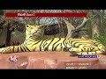 Saleshwaram Lingamaiah Swamy Jathara Begins In Nallamala Forest | V6 News  - 08:24 min - News - Video