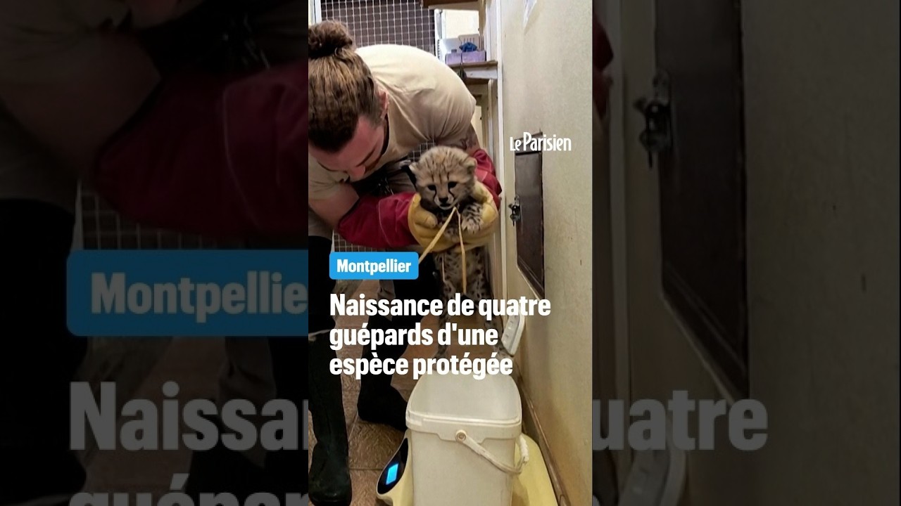 Montpellier : naissance de 4 guépards d'une espèce protégée
