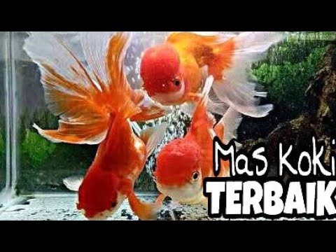 Image result for Ikan koki berenang terbalik