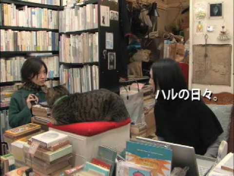 Watashi wa neko sutôkâ'