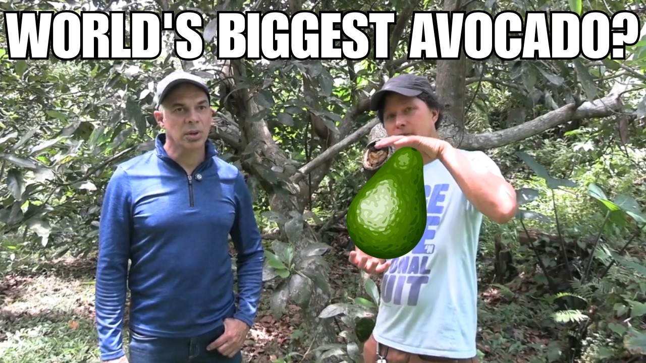 This Avocado Tree Grows 5 LB Fruits! (18 Varieties Tour)