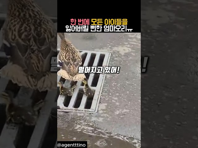 한 번에 모든 아이들을 잃어버릴 뻔한 엄마오리 #동물 #오리