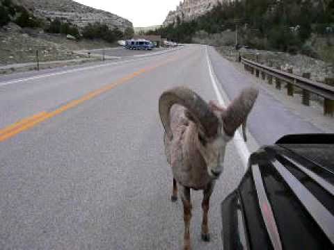 the bighorn sheep attacks toyota car #4