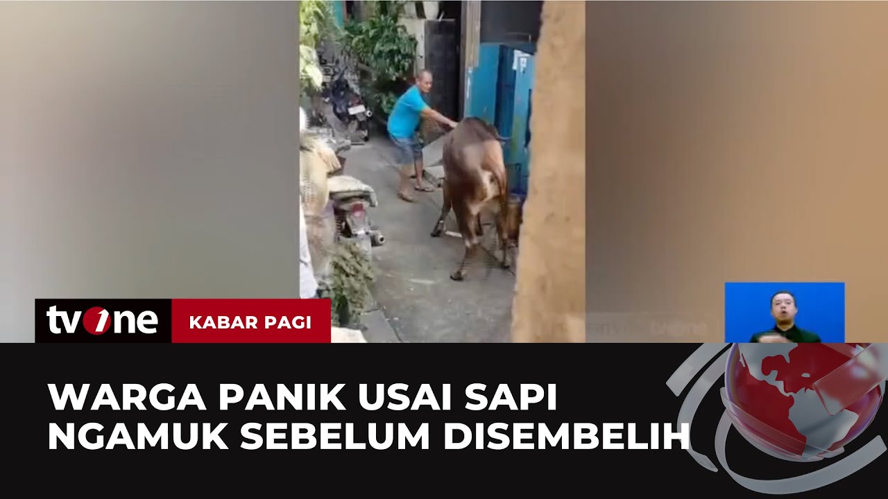 Sapi Kurban Mengamuk, Panitia Kewalahan | Kabar Pagi tvOne