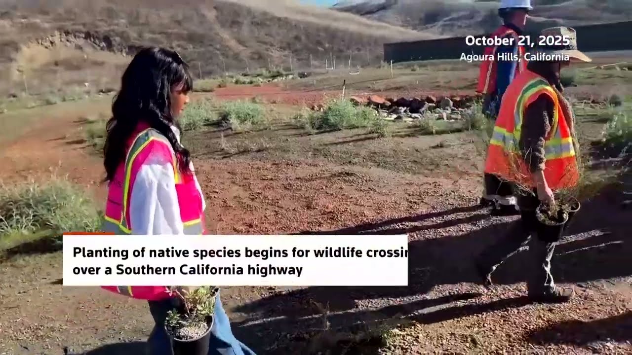 Native plants create safe path for animals crossing California highway | REUTERS
