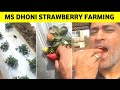 Watch: Ms Dhoni is eating Strawberry from his own farming