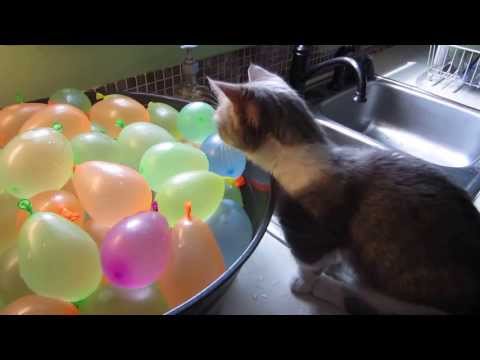 Маче против водени балони