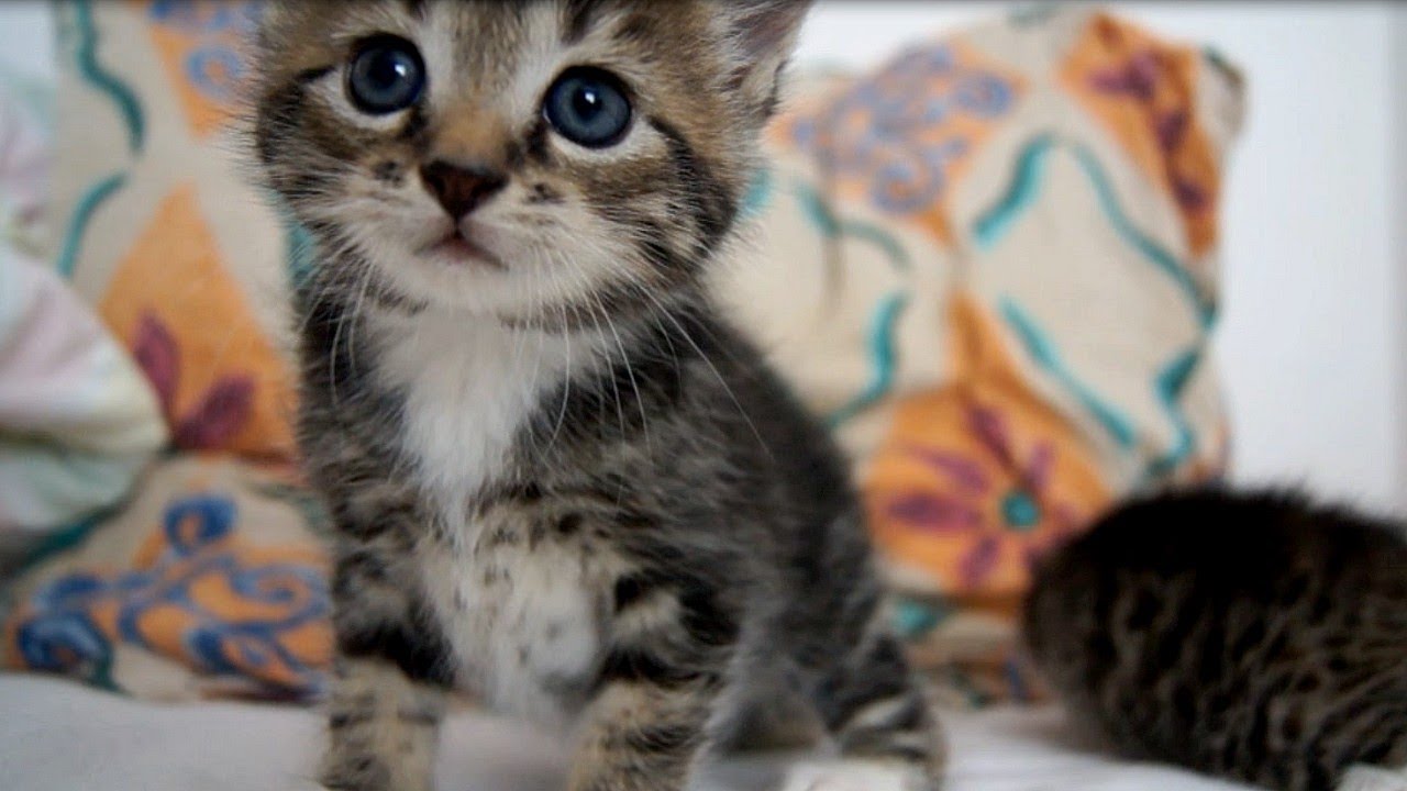 Baby Kitten meows - YouTube