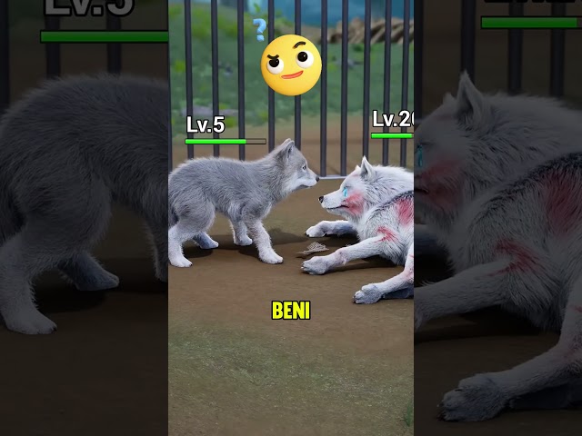 Yavru kurt annesini kurtarmaya çalışıyor! 🐺