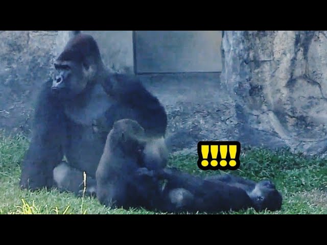 Ringo vs. Jabali: Clash of the Brothers!😆🤪林戈與呷百二的兄弟對決，一觸即發！