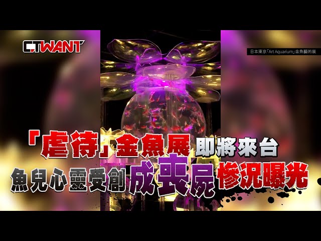 「虐待金魚展」即將來台 魚兒心靈受創成「喪屍」慘況曝光