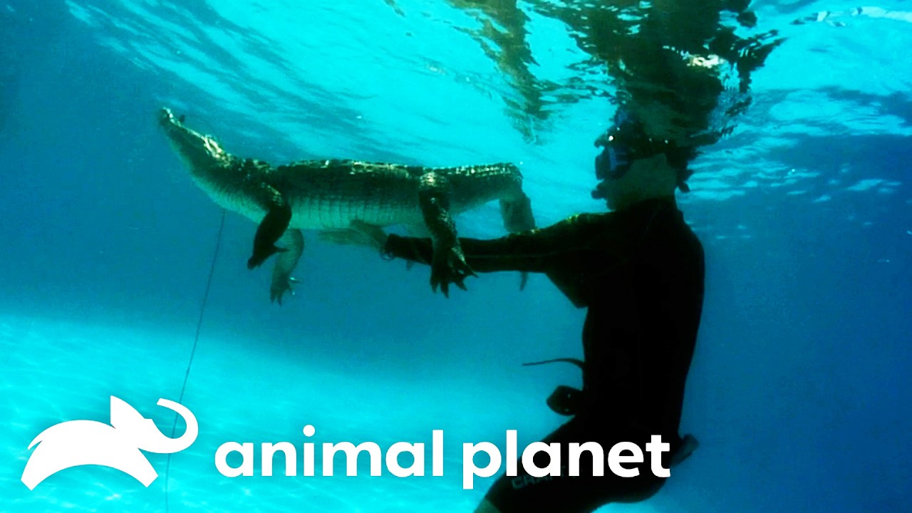 The Craziest Backyard Gators of Season 2 BONUS | Gator Boys | Animal Planet