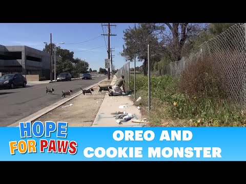 OMG! Oreo races to protect Cookie Monster. Now both are looking for a home. Please share.