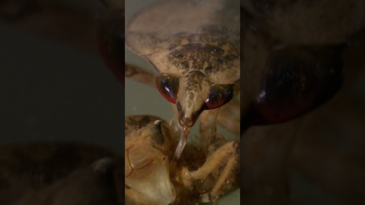 Intense Bug Battle UNDERWATER! | Monster Bug Wars