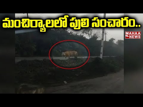 Tiger spotted near Singareni open cast mine in Mancherial, visuals Tiger spotted near Singareni open cast mine in Mancherial, visuals