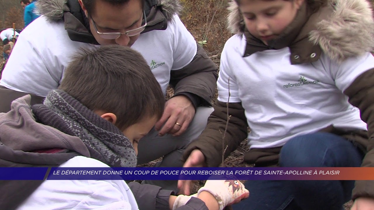 Yvelines | Le département donne un coup de pouce pour reboiser la forêt Sainte-Apolline à Plaisir