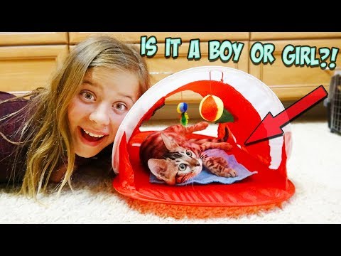 WE SURPRISED OUR KIDS WITH KITTENS! OFFICIAL GENDER/NAME REVEAL!!