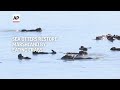 Sea otters restore Californias marshlands by eating crabs - 01:10 min - News - Video