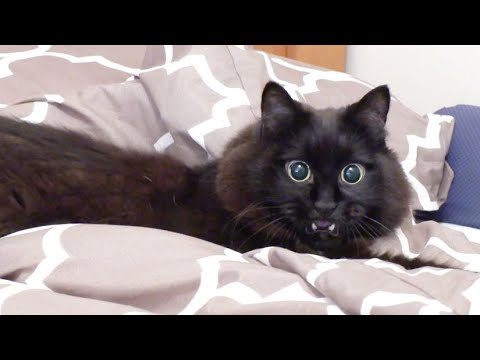 しゃべる猫 おもちゃに興奮して目がまんまるになってプチギレしてしまった猫 しおちゃん まとめちゅーぶ