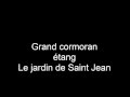 Grand cormoran