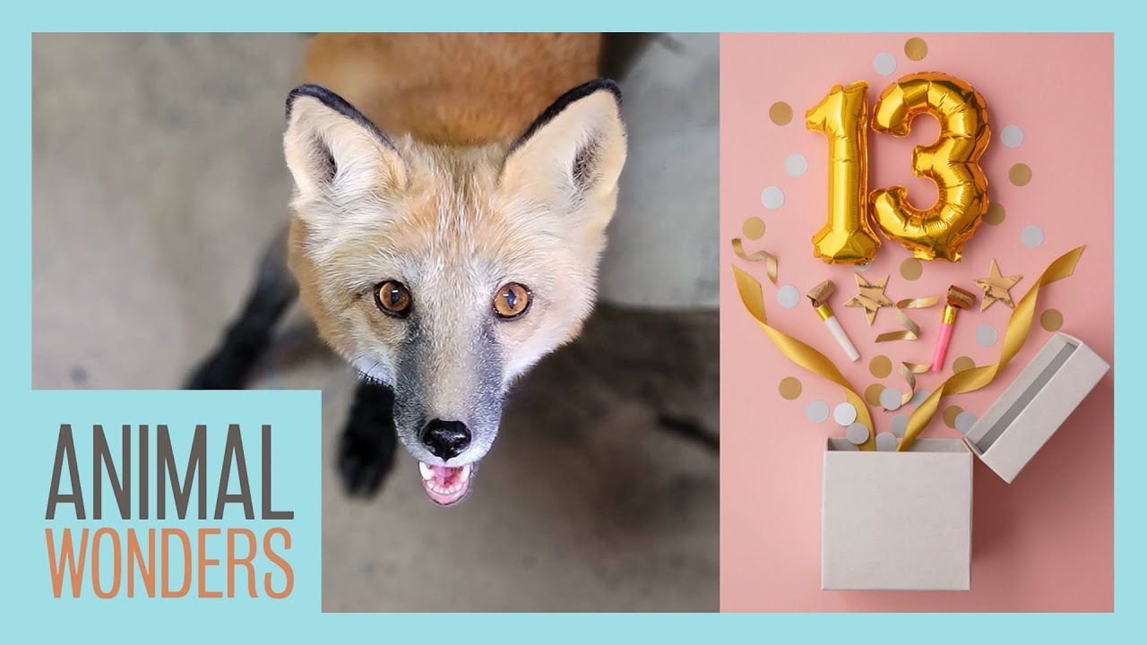 Seraphina the Red Fox is Turning 13!