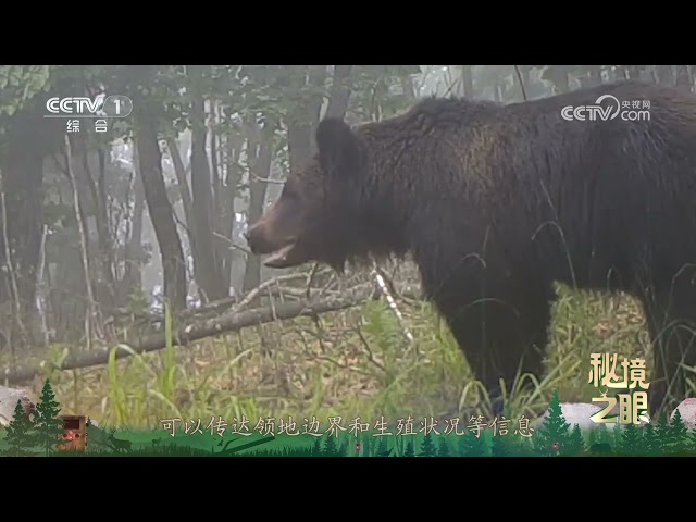 《秘境之眼》 棕熊 20250718 |  CCTV