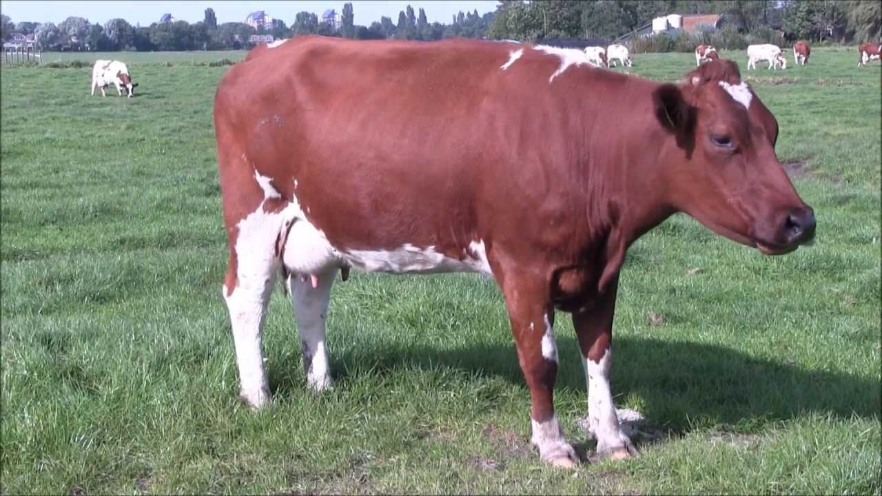 video-nearly-300-holstein-friesian-bull-calves-depart-for-spain