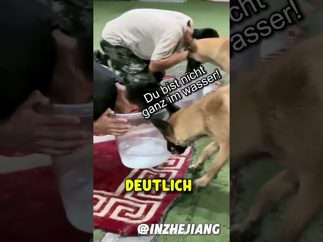 Sie spürten sofort, dass etwas nicht Stimmt! ⚠️  (@INZHEJIANG)
