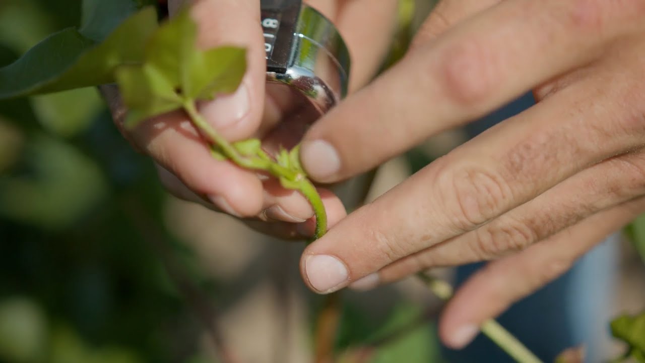 Video 10: ThryvOn™ Technology Thrips Species* Evaluation