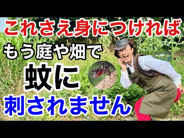 【蚊取り線香は使わない】 どうしても蚊の対策をしたい方はお試しください　             【カーメン君】【園芸】【ガーデニング】【初心者】