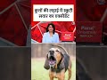 Ghaziabad में कुत्तों की लड़ाई में स्कूटी सवार का Accident, बुरी तरह घायल #shorts #shortsviral  - 00:32 min - News - Video