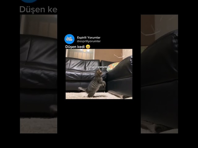 düşen kedi 🥺