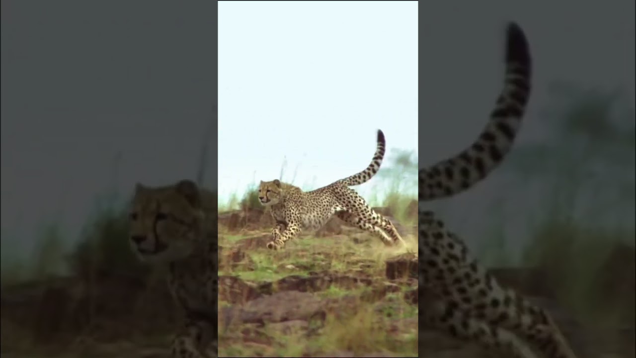 Cheetah vs Warthog!