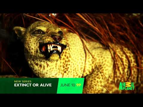 Extinct or Alive'