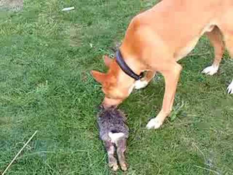 what is a dingoes diet what is a dingoes diet