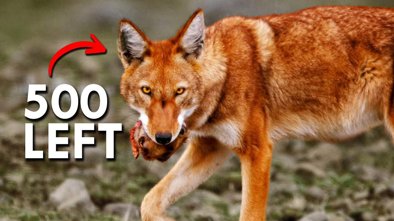 Ethiopian Wolves Are The Rarest Wolves In The World