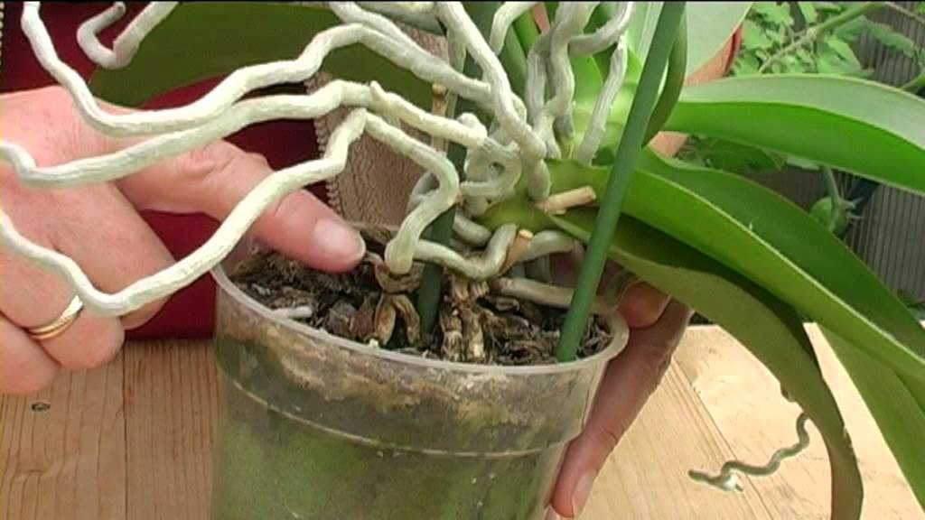 How To Grow Orchids Youtube 