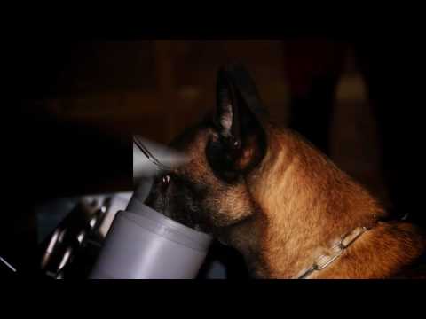 Spürhundeausbildung "vom Suchboard in die Praxis"