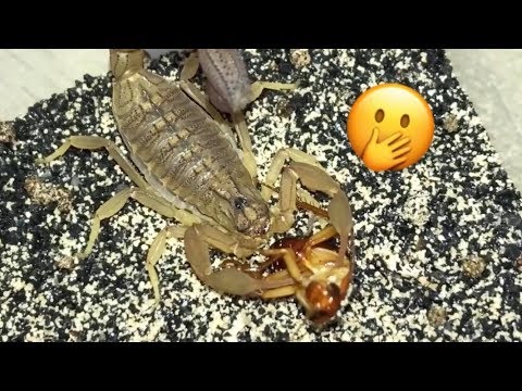 FEEDING my HUNGRY SCORPIONS !!!